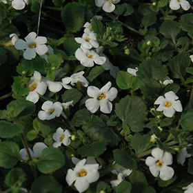 Plant Photo 5