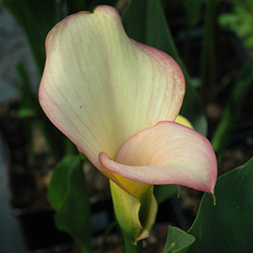 Plant Photo 6