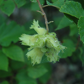 Nut Shrub Photo