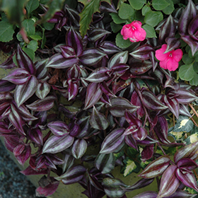 Plant Photo 6