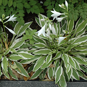 Plant Photo 6