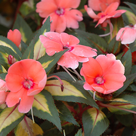 Plant Photo 3