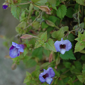 Plant Photo 2