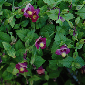 Plant Photo 3