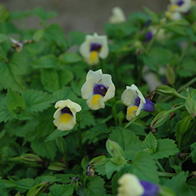 Plant Photo 8