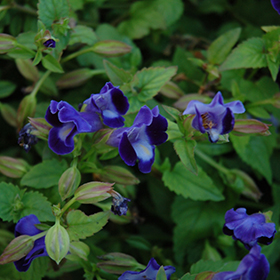 Plant Photo 5