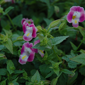 Plant Photo 6