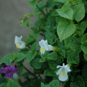 Plant Photo 7