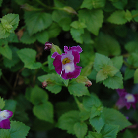 Plant Photo 4