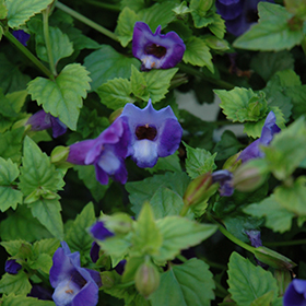 Plant Photo 9