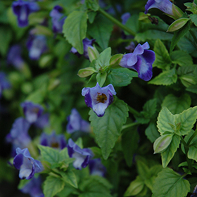 Plant Photo 10