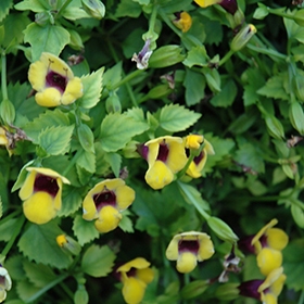 Plant Photo 10