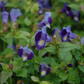 Plant Photo 1