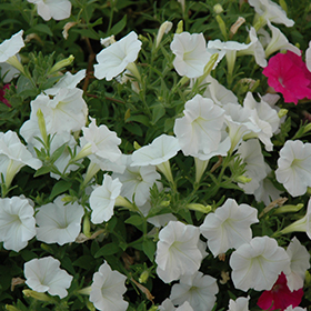 Plant Photo 1