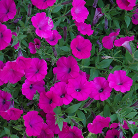 Plant Photo 8