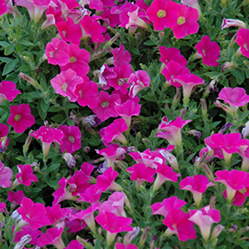 Plant Photo 10