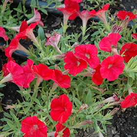 Plant Photo 9