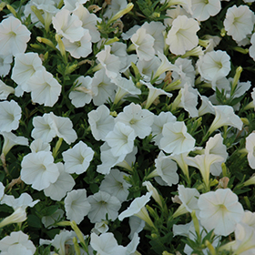 Plant Photo 2