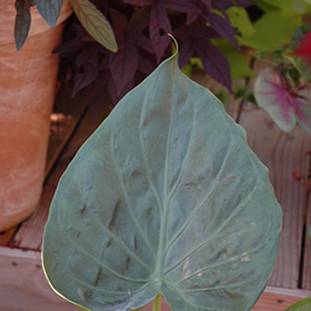 Plant Photo 6