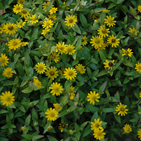 Plant Photo 2