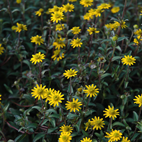 Plant Photo 10