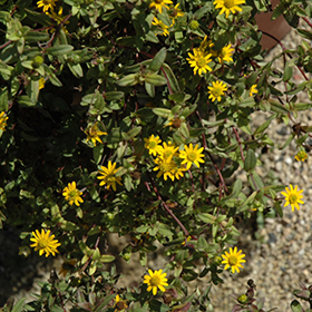 Plant Photo 1