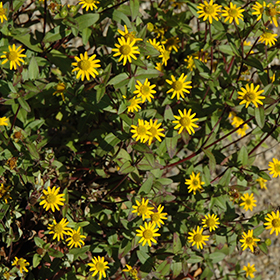 Plant Photo 2