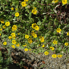 Plant Photo 3