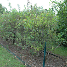 Plant Photo 6