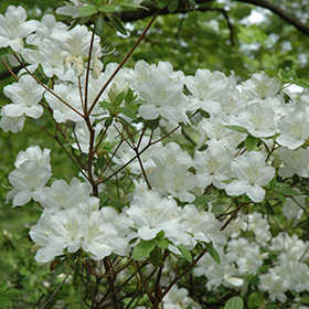 Plant Photo 7