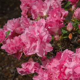 Plant Photo 8