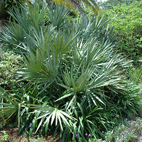 Plant Photo 9