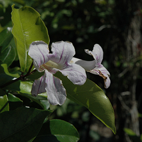 Plant Photo 6