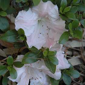 Plant Photo 3
