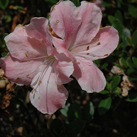 Plant Photo 3