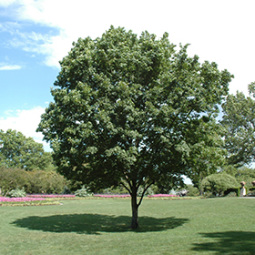 Shade Tree Photo