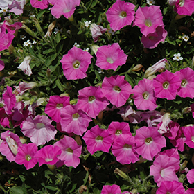 Plant Photo 6