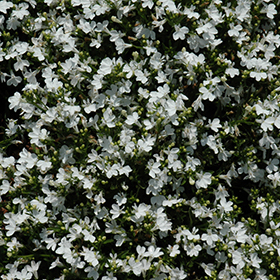 Plant Photo 10