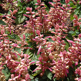 Plant Photo 5