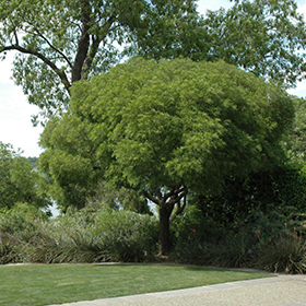 Plant Photo 5