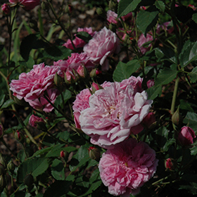 Plant Photo 10