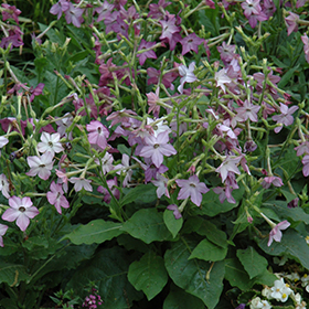 Plant Photo 9