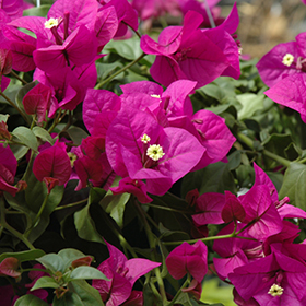 Plant Photo 4
