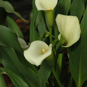 Plant Photo 1