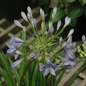 Plant Photo 10