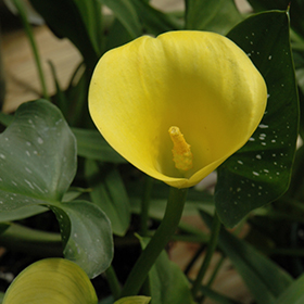 Plant Photo 4