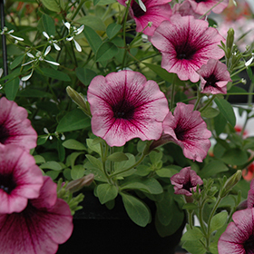 Plant Photo 7