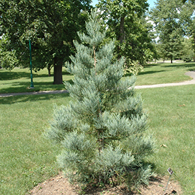 Plant Photo 3