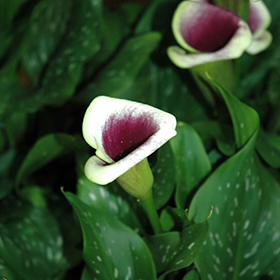 Plant Photo 7