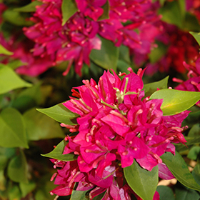 Plant Photo 10